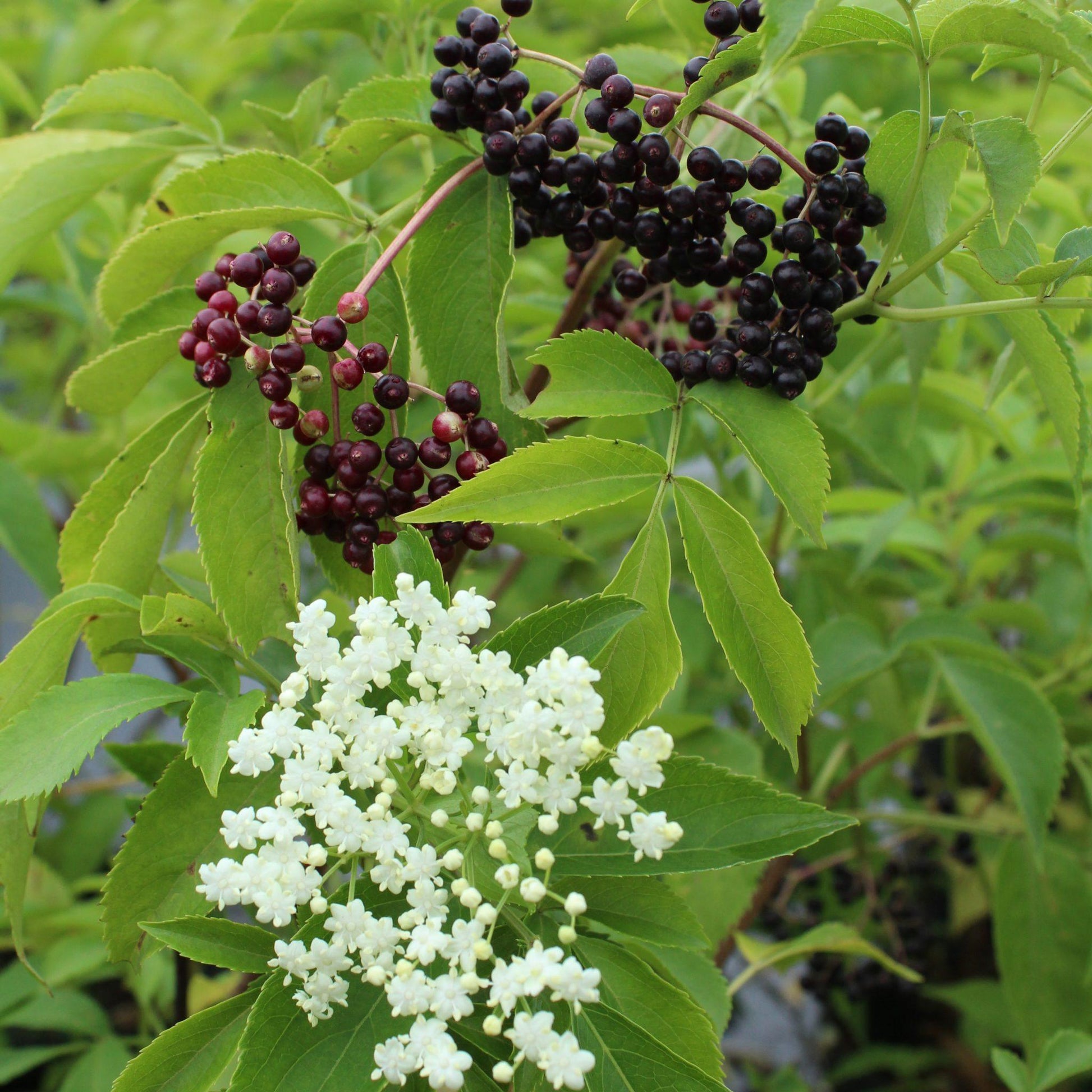 Sambucus Canadensis - View 5 from www redcrocus com