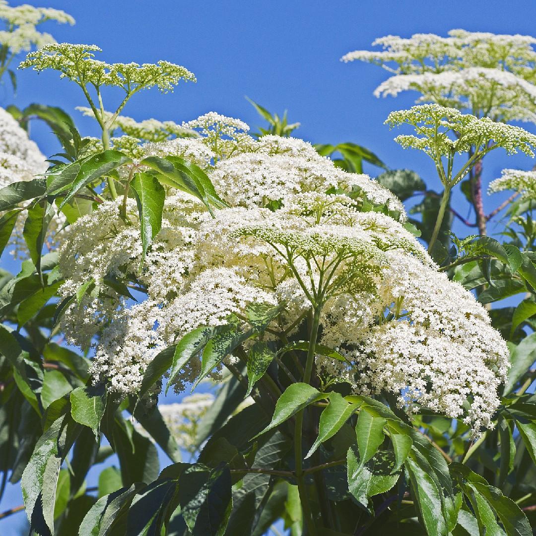 Sambucus Canadensis - View 7 from www redcrocus com