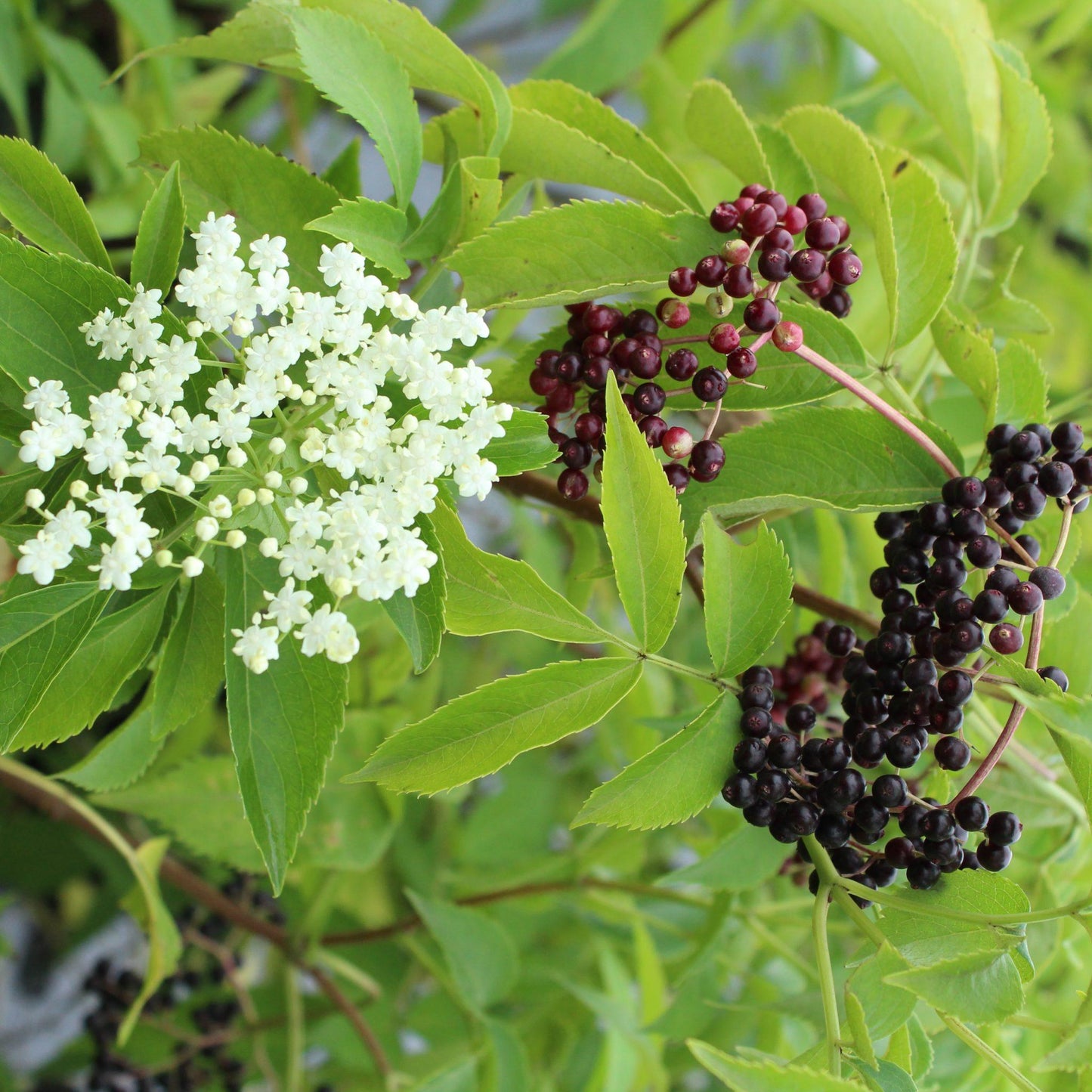Sambucus Canadensis - View 9 from www redcrocus com
