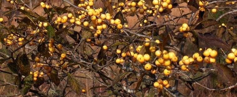 Ilex Verticillata Chrysocarpa - View 10 from www redcrocus com