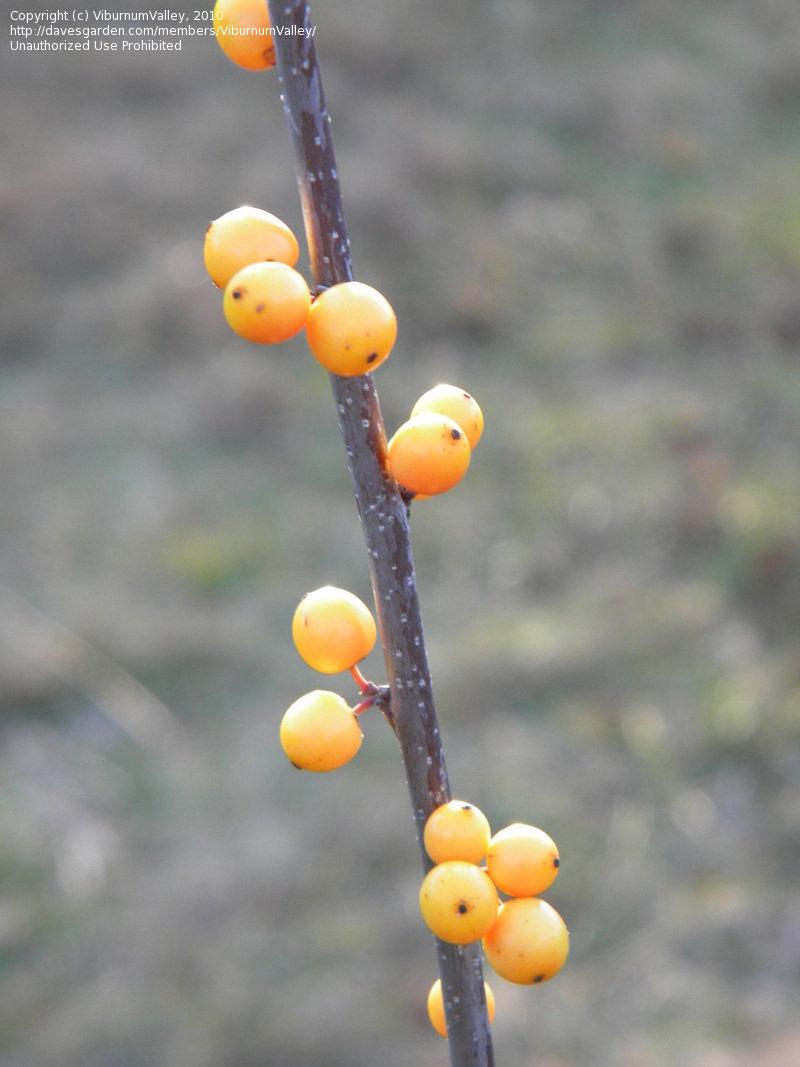 Ilex Verticillata Chrysocarpa - View 12 from www redcrocus com