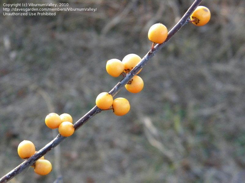 Ilex Verticillata Chrysocarpa - View 13 from www redcrocus com