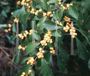 Ilex Verticillata Chrysocarpa - View 15 from www redcrocus com