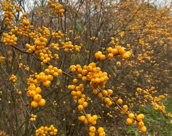 Ilex Verticillata Chrysocarpa - View 16 from www redcrocus com
