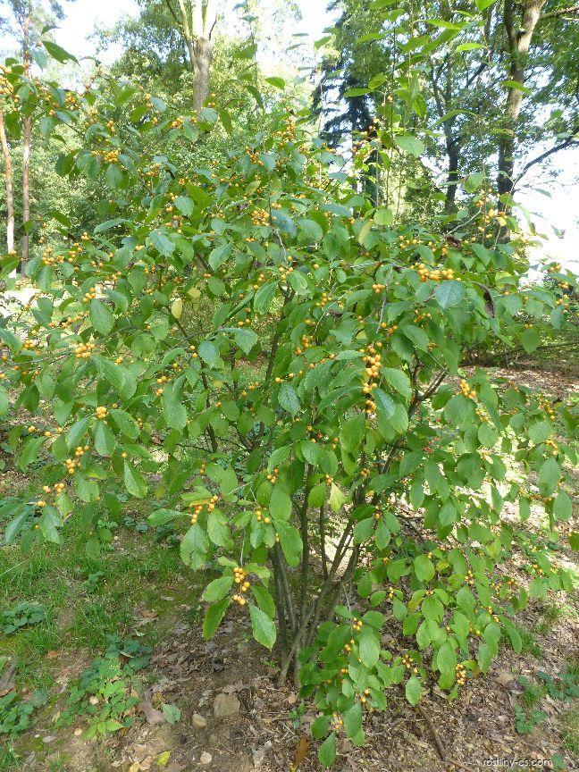 Ilex Verticillata Chrysocarpa - View 17 from www redcrocus com