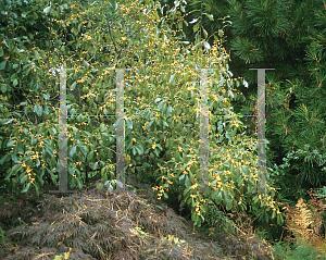 Ilex Verticillata Chrysocarpa - View 18 from www redcrocus com