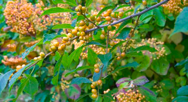 Ilex Verticillata Chrysocarpa - View 19 from www redcrocus com
