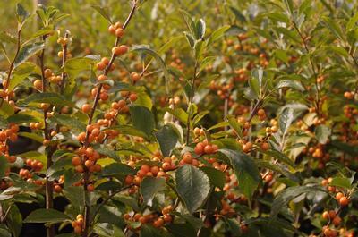 Ilex Verticillata Chrysocarpa - View 1 from www redcrocus com