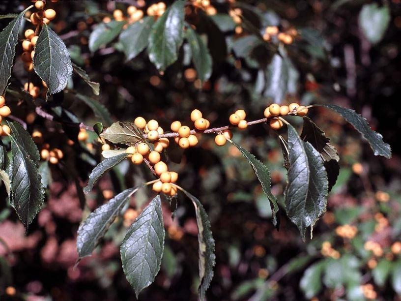 Ilex Verticillata Chrysocarpa - View 2 from www redcrocus com