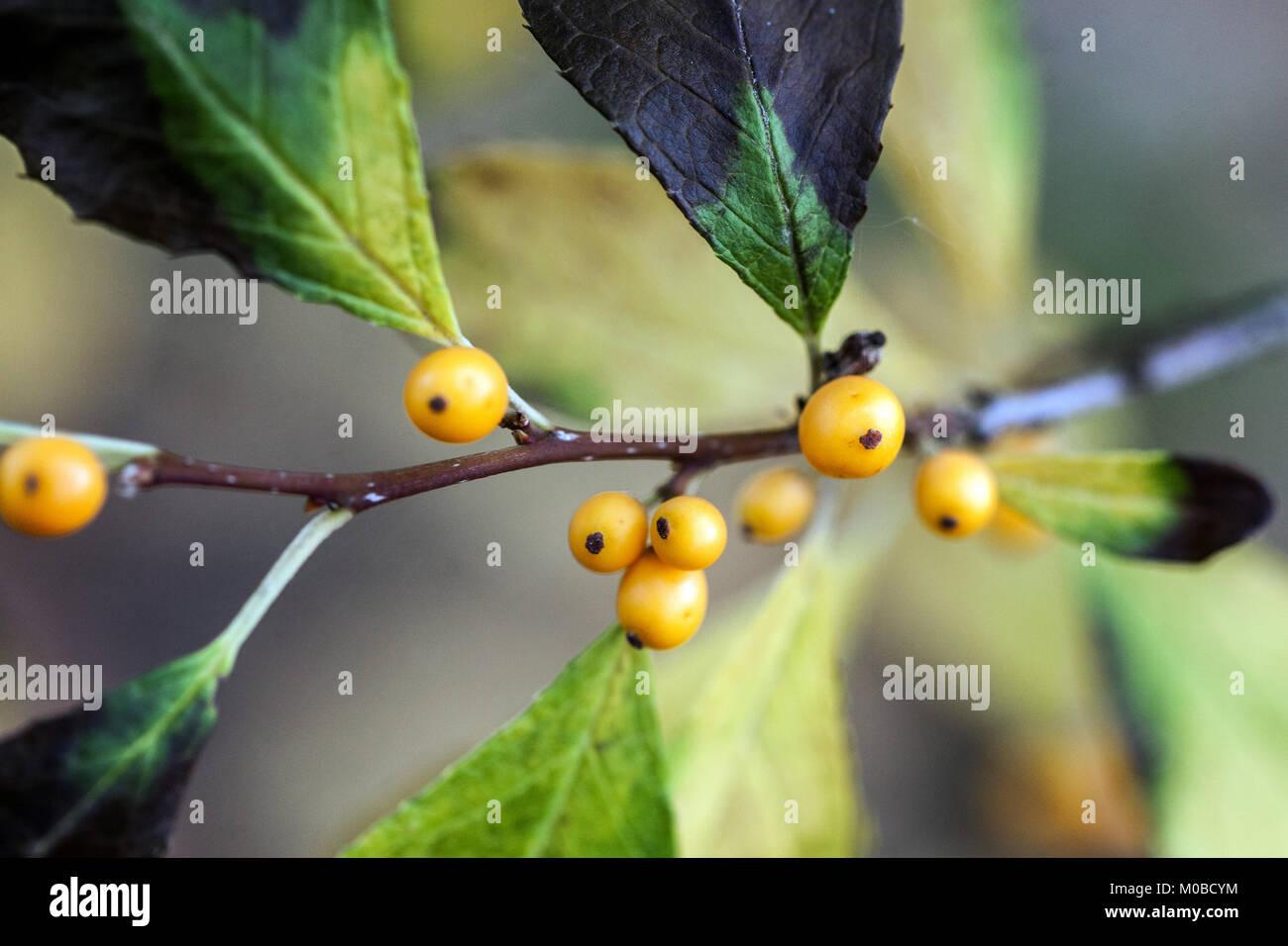 Ilex Verticillata Chrysocarpa - View 3 from www redcrocus com