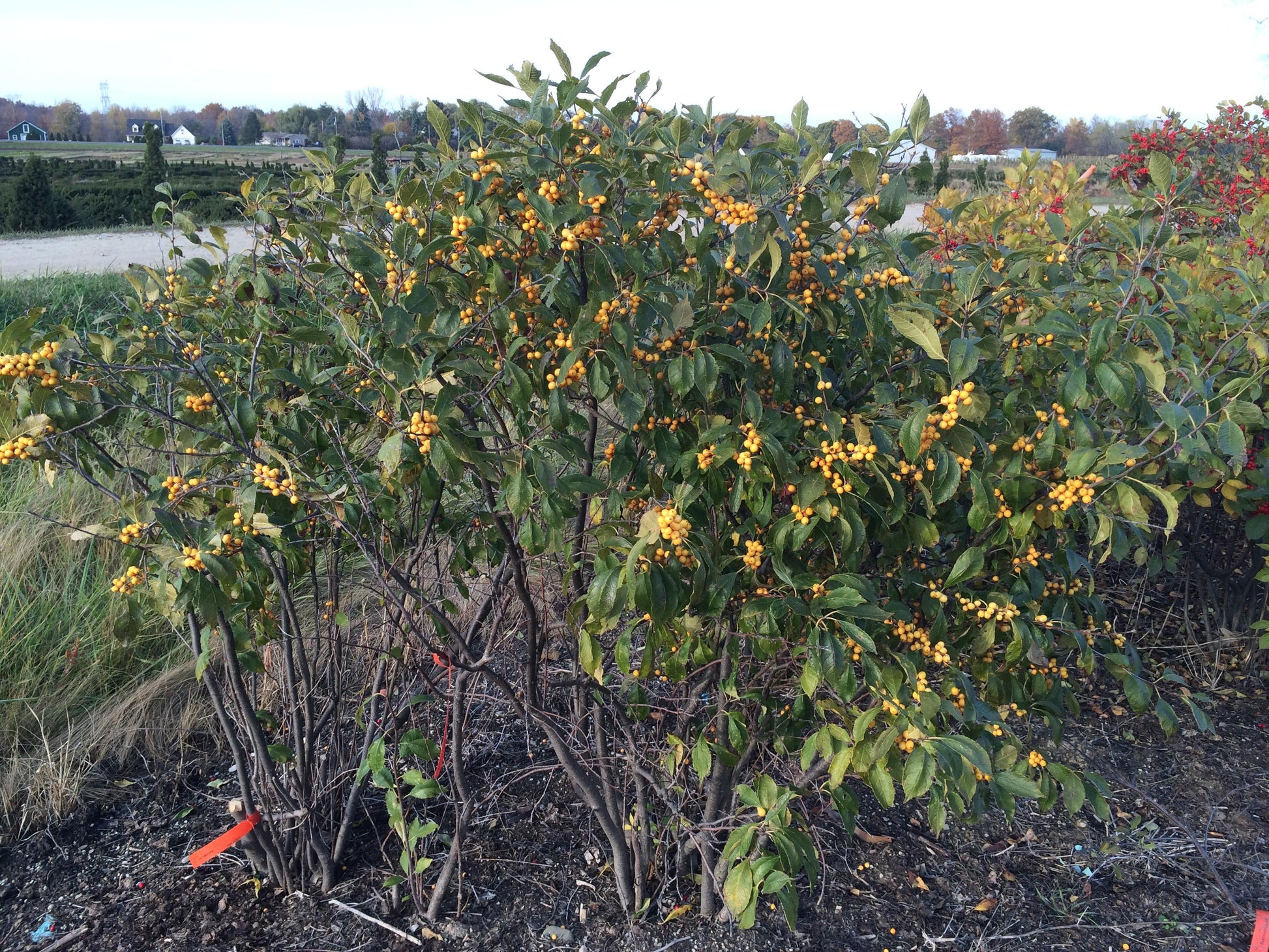 Ilex Verticillata Chrysocarpa - View 4 from www redcrocus com