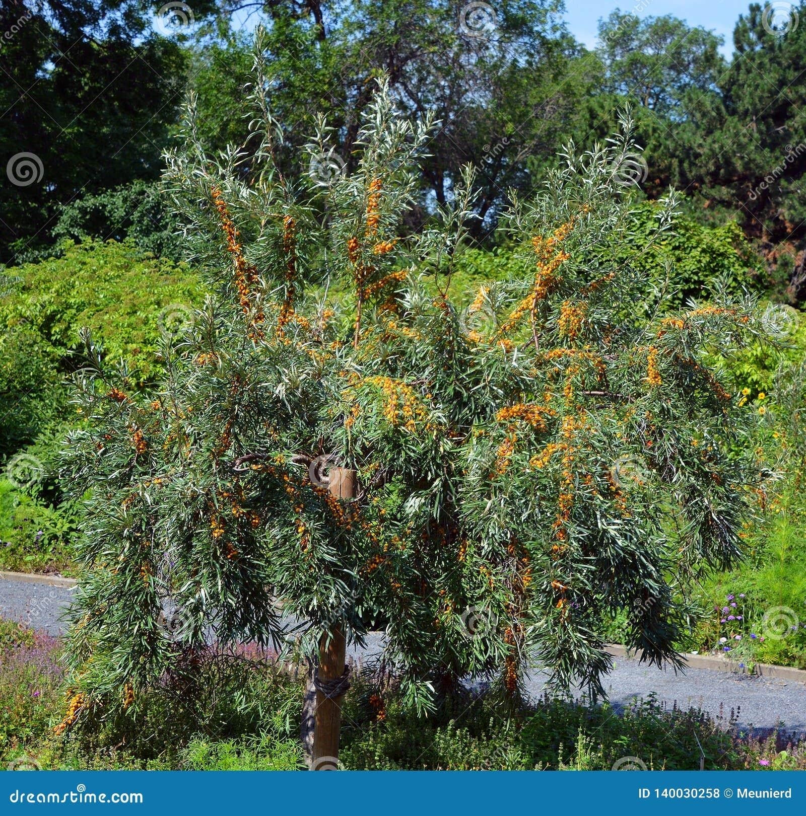 Ilex Verticillata Chrysocarpa - View 5 from www redcrocus com