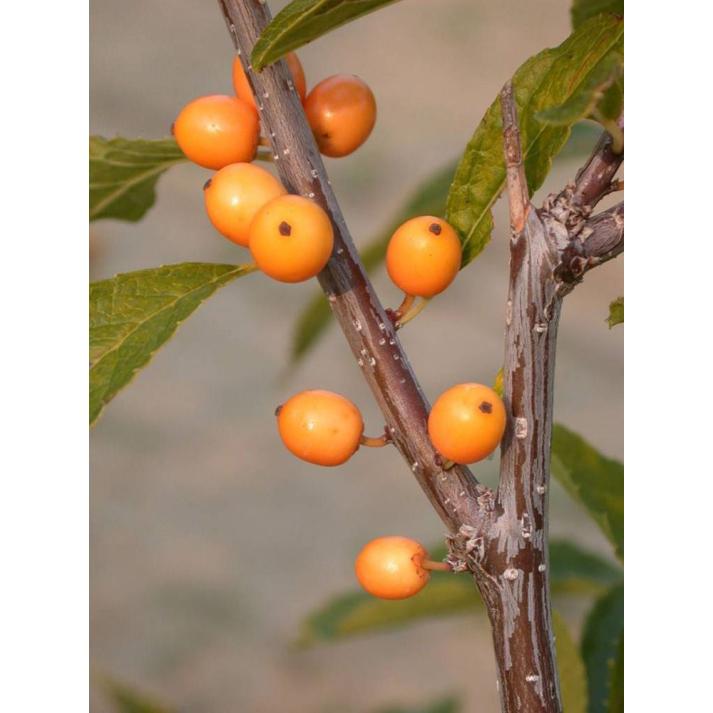 Ilex Verticillata Chrysocarpa - View 6 from www redcrocus com
