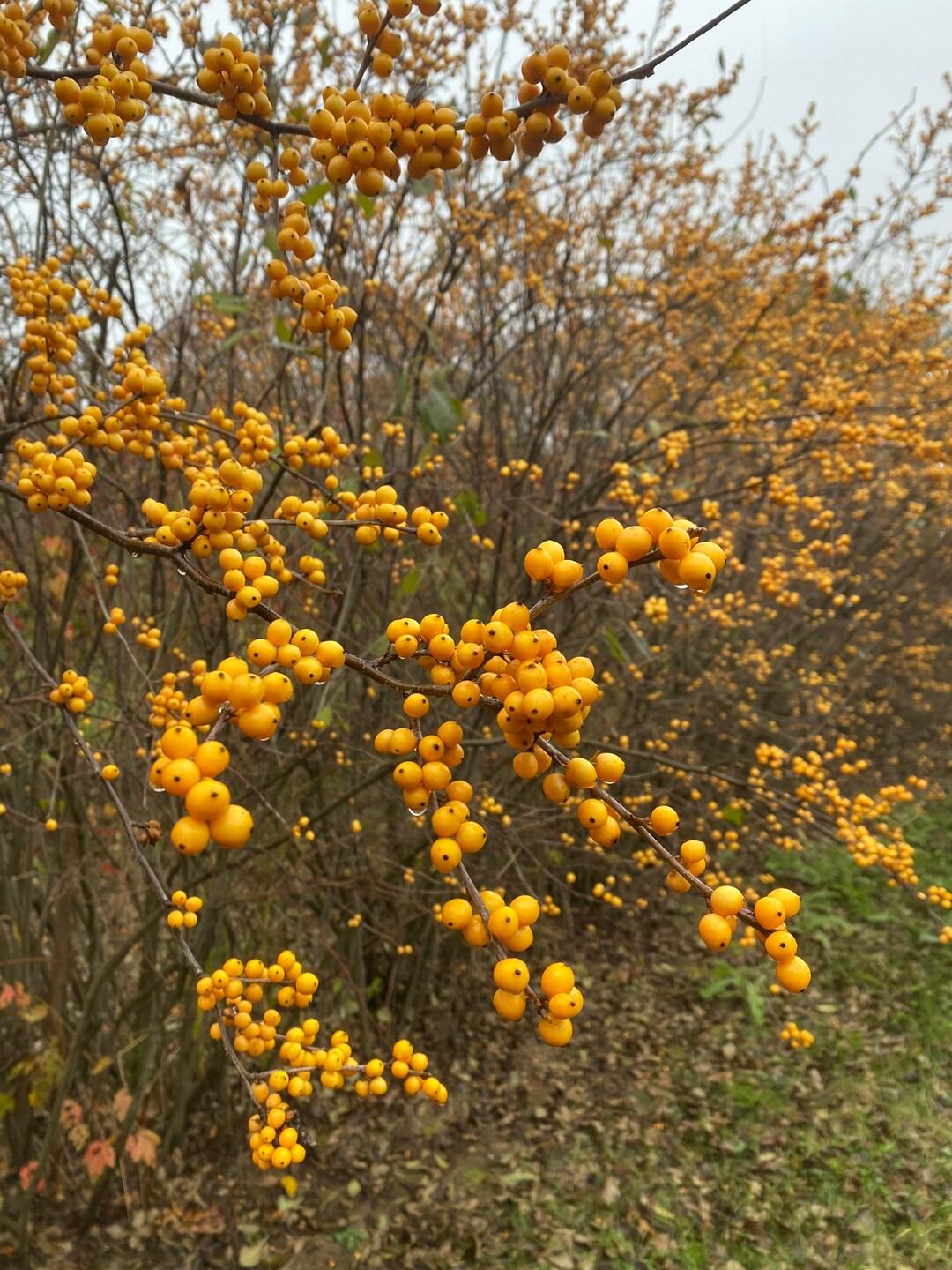 Ilex Verticillata Chrysocarpa - View 8 from www redcrocus com
