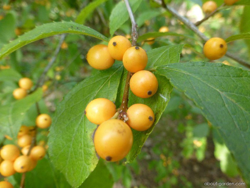 Ilex Verticillata Chrysocarpa - View 9 from www redcrocus com