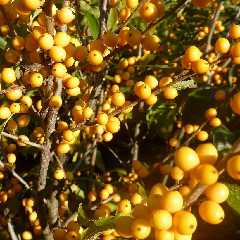 Ilex Verticillata 'golden Verboom' - View 1 from www redcrocus com