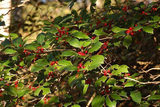 Ilex Verticillata 'golden Verboom' - View 21 from www redcrocus com