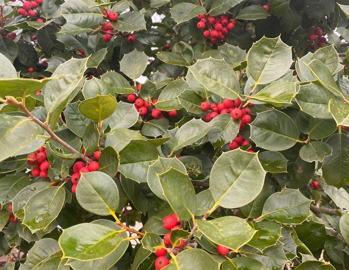 Ilex Verticillata 'golden Verboom' - View 22 from www redcrocus com
