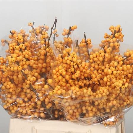 Ilex Verticillata 'golden Verboom' - View 3 from www redcrocus com