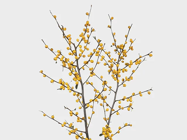 Ilex Verticillata 'golden Verboom' - View 7 from www redcrocus com