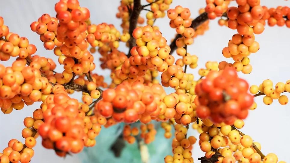 Ilex Verticillata 'golden Verboom' - View 8 from www redcrocus com