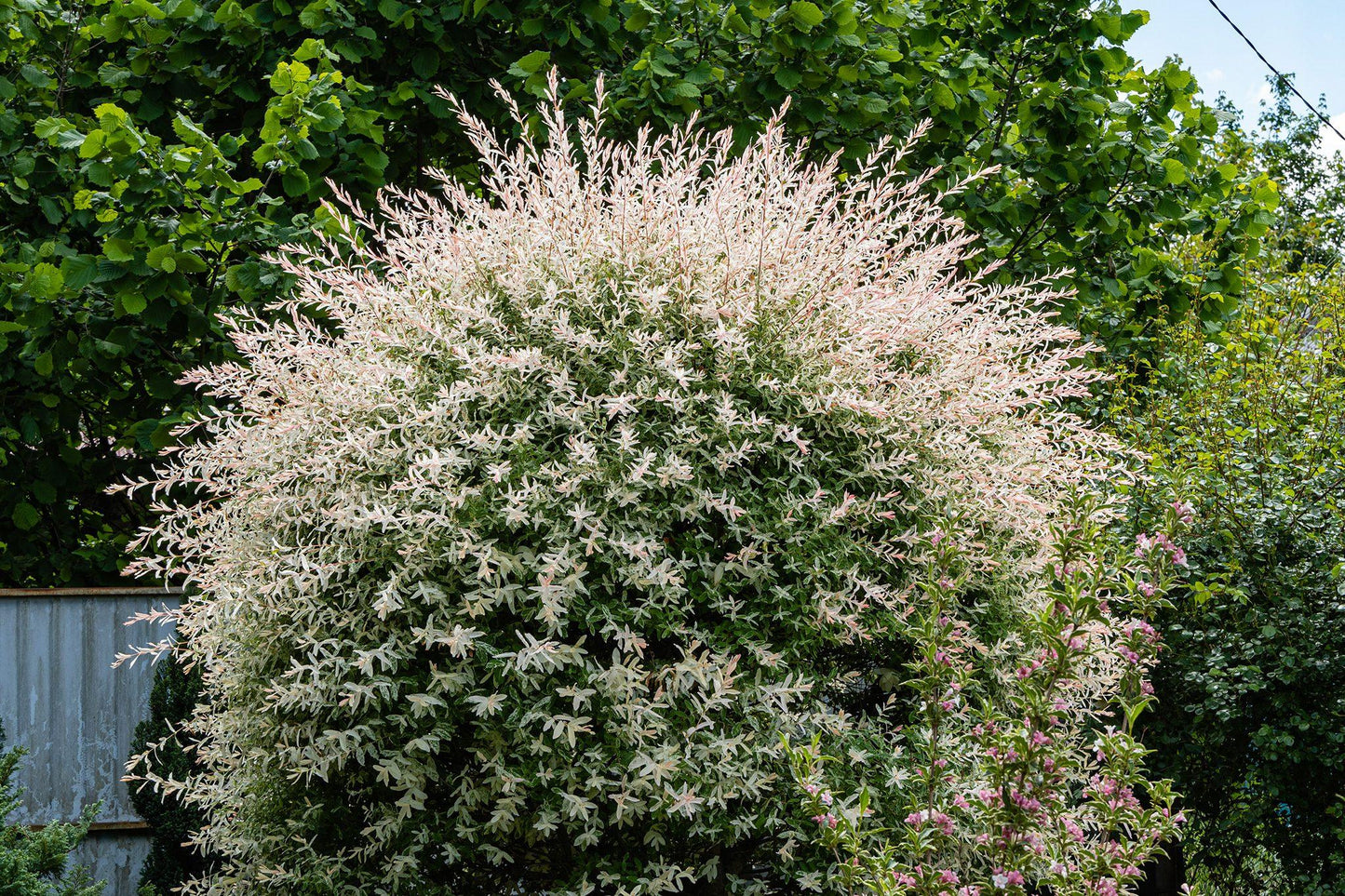 Salix Integra 'hakuro Nishiki' - View 10 from www redcrocus com