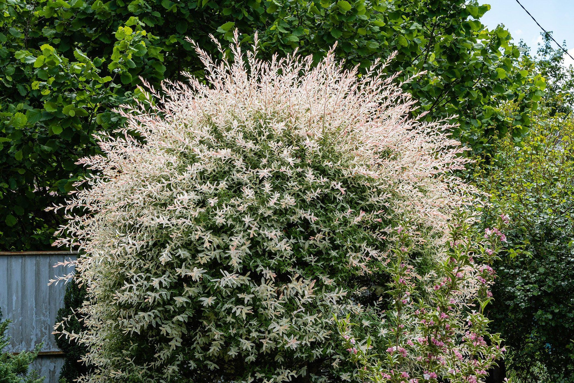 Salix Integra 'hakuro Nishiki' - View 10 from www redcrocus com
