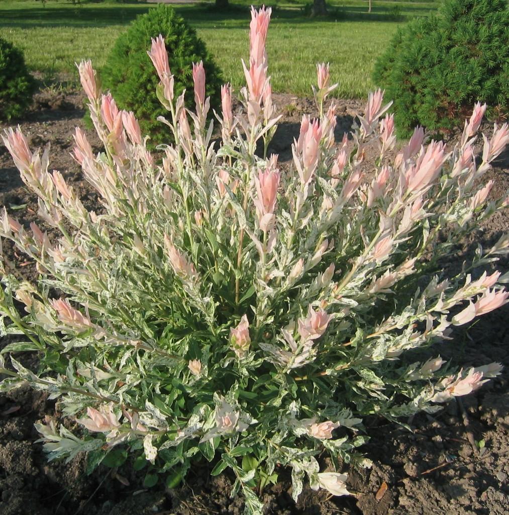 Salix Integra 'hakuro Nishiki' - View 11 from www redcrocus com