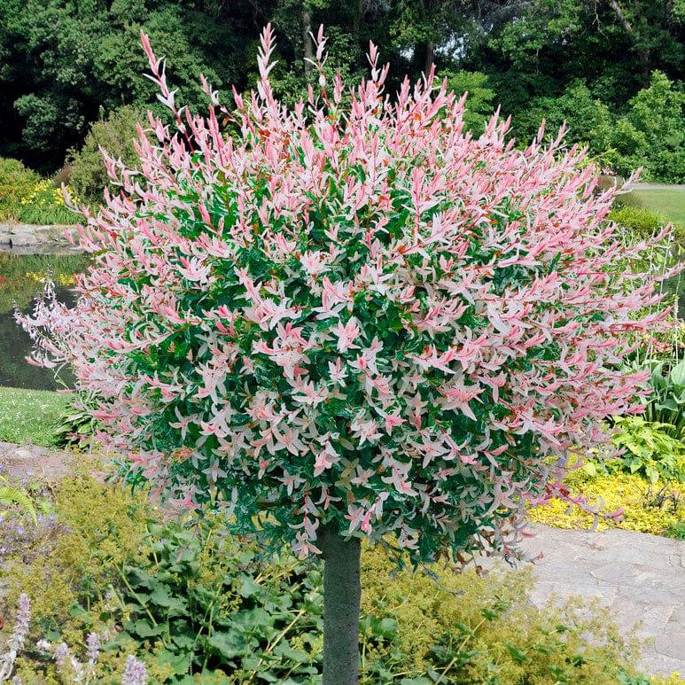 Salix Integra 'hakuro Nishiki' - View 13 from www redcrocus com