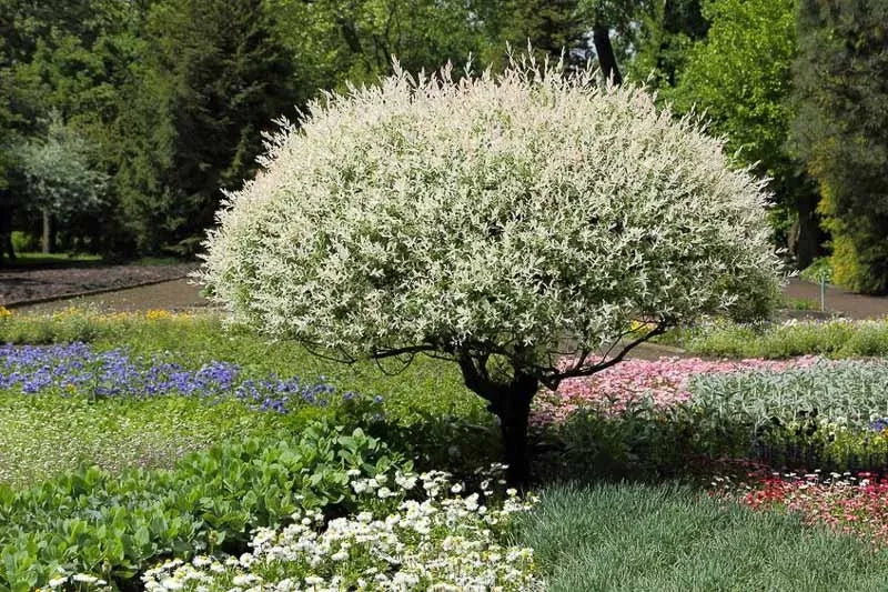 Salix Integra 'hakuro Nishiki' - View 15 from www redcrocus com