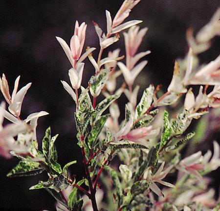 Salix Integra 'hakuro Nishiki' - View 16 from www redcrocus com