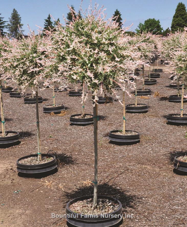 Salix Integra 'hakuro Nishiki' - View 17 from www redcrocus com