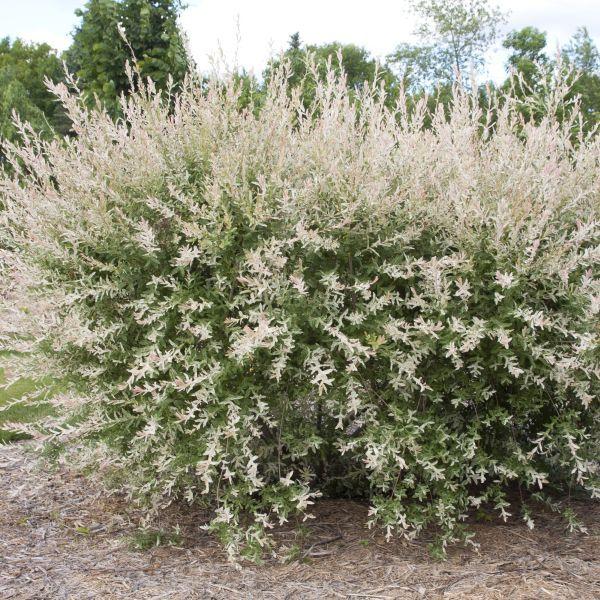 Salix Integra 'hakuro Nishiki' - View 18 from www redcrocus com