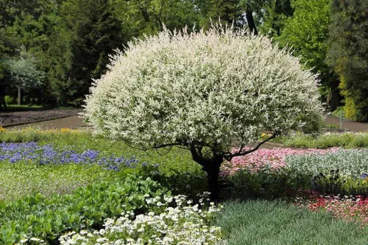 Salix Integra 'hakuro Nishiki' - View 1 from www redcrocus com