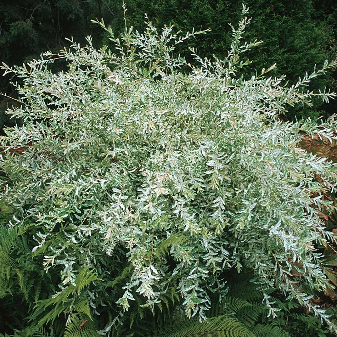 Salix Integra 'hakuro Nishiki' - View 20 from www redcrocus com