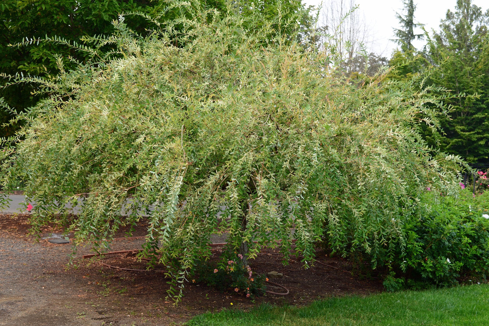 Salix Integra 'hakuro Nishiki' - View 21 from www redcrocus com