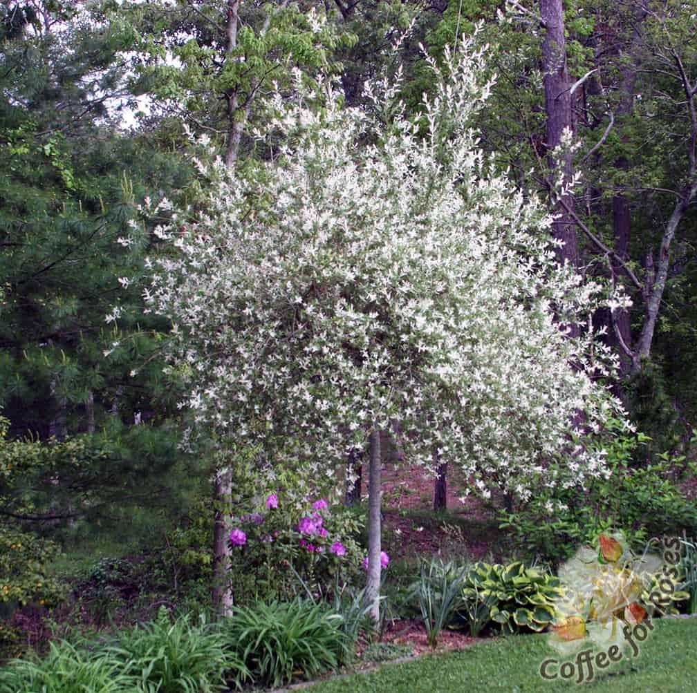 Salix Integra 'hakuro Nishiki' - View 23 from www redcrocus com
