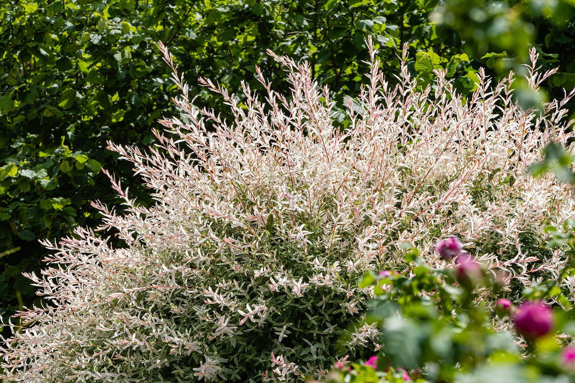 Salix Integra 'hakuro Nishiki' - View 24 from www redcrocus com