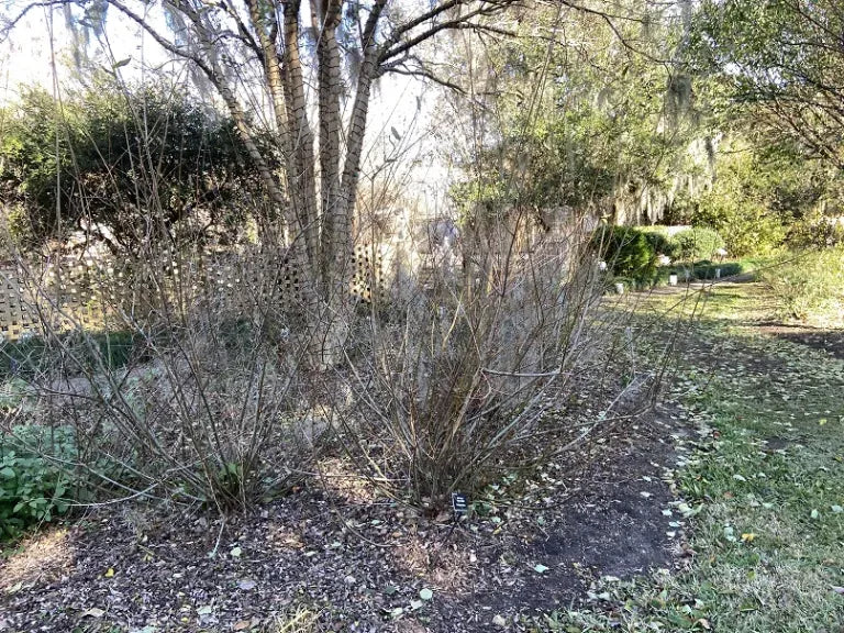 Salix Integra 'hakuro Nishiki' - View 25 from www redcrocus com