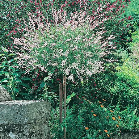 Salix Integra 'hakuro Nishiki' - View 26 from www redcrocus com