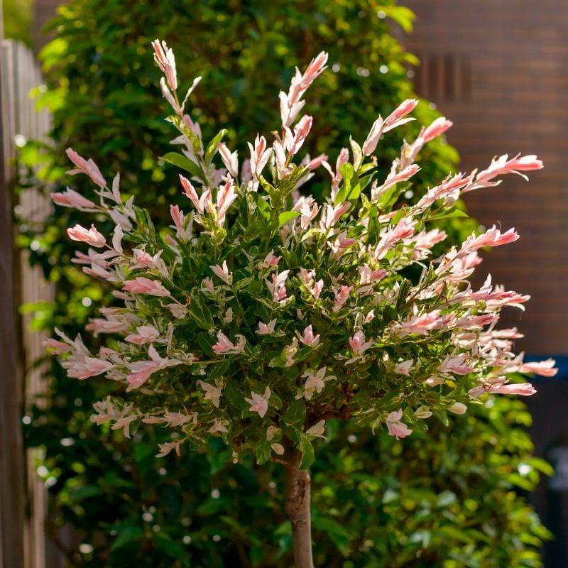 Salix Integra 'hakuro Nishiki' - View 27 from www redcrocus com