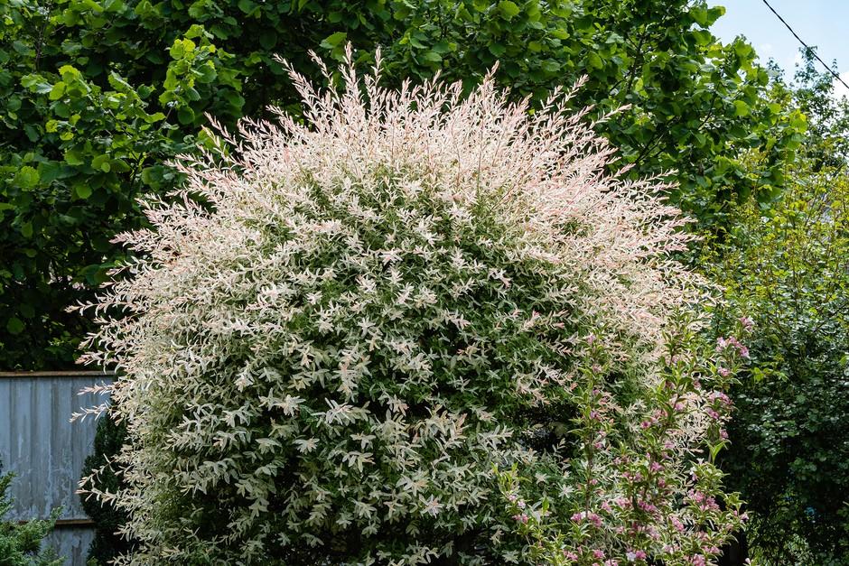 Salix Integra 'hakuro Nishiki' - View 28 from www redcrocus com