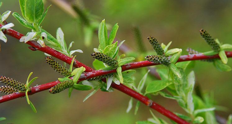 Salix Integra 'hakuro Nishiki' - View 31 from www redcrocus com
