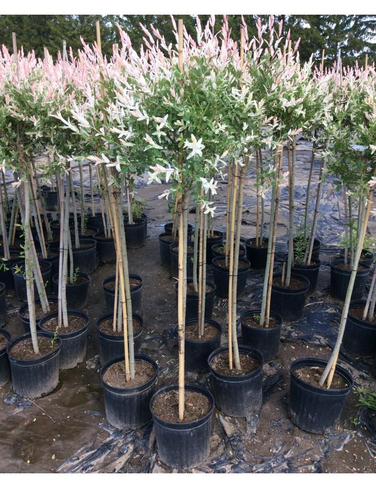 Salix Integra 'hakuro Nishiki' - View 32 from www redcrocus com