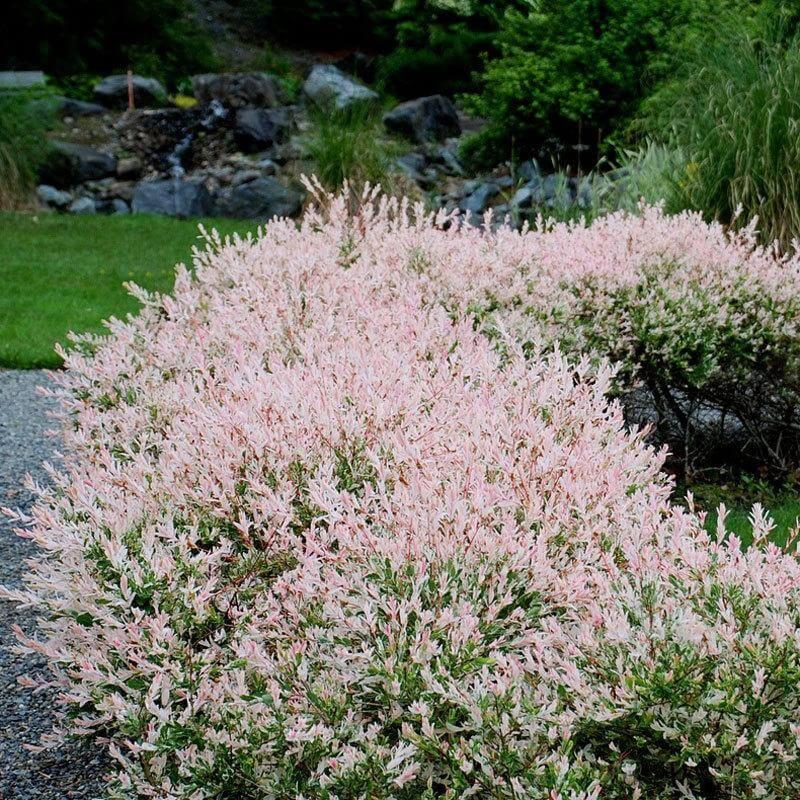 Salix Integra 'hakuro Nishiki' - View 33 from www redcrocus com
