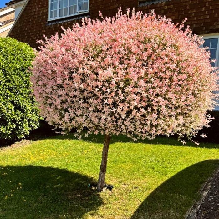 Salix Integra 'hakuro Nishiki' - View 34 from www redcrocus com