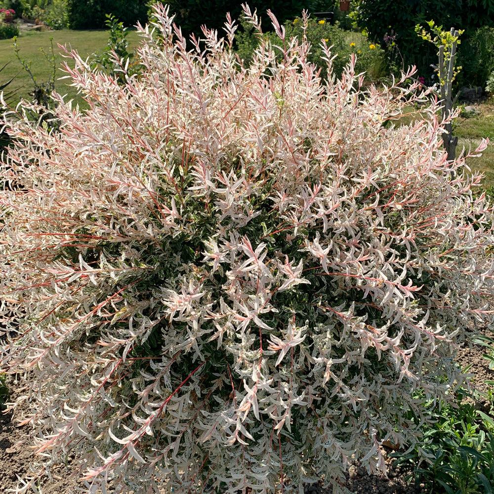 Salix Integra 'hakuro Nishiki' - View 36 from www redcrocus com