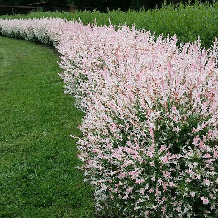 Salix Integra 'hakuro Nishiki' - View 37 from www redcrocus com