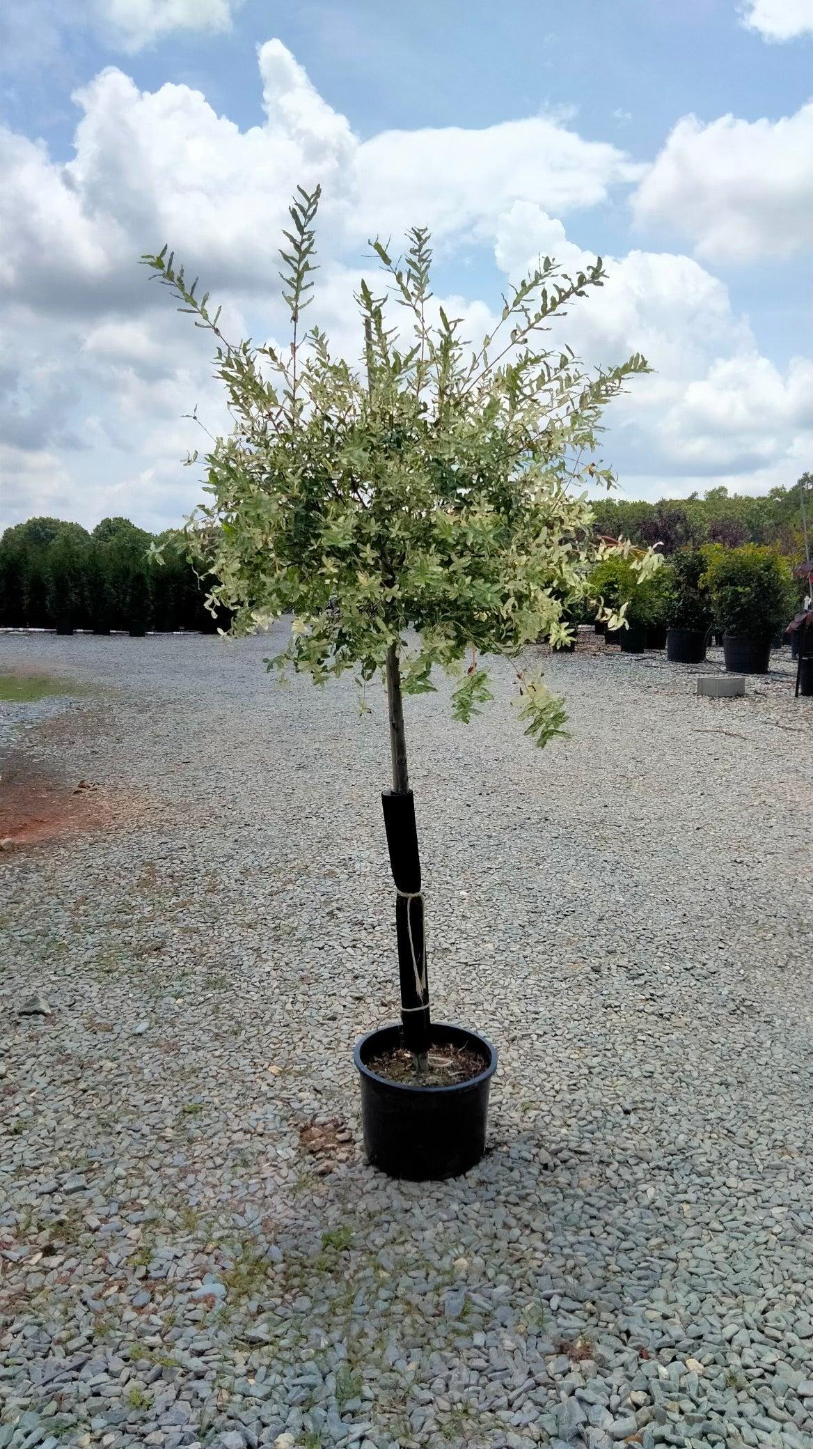 Salix Integra 'hakuro Nishiki' - View 3 from www redcrocus com