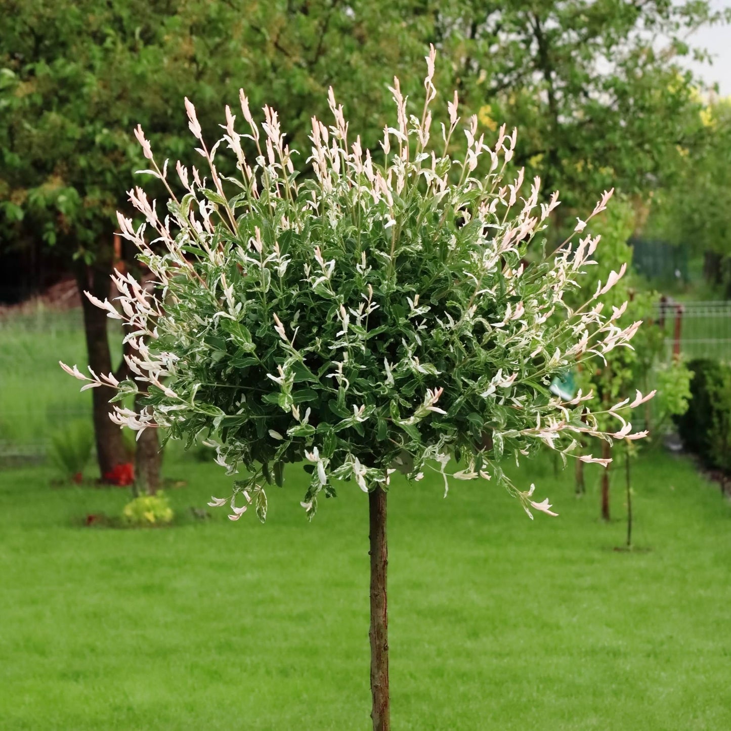 Salix Integra 'hakuro Nishiki' - View 5 from www redcrocus com